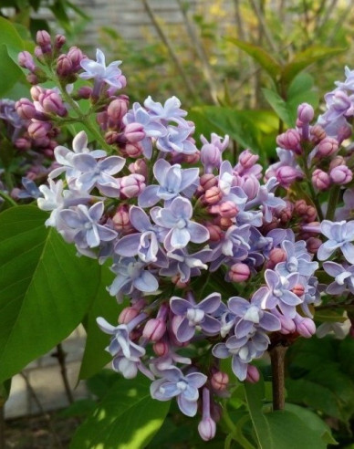 Orgován obyčajný Carpe Diem