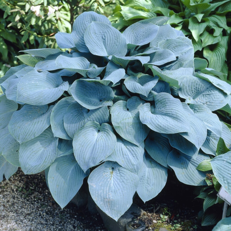 Hosta ´Elegans´