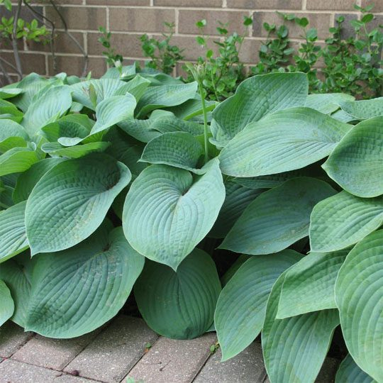 Hosta ´Elegans´
