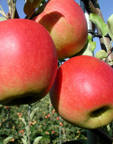 Jabloň ´Prima´ jesenná, podp. A2, kont. 5l