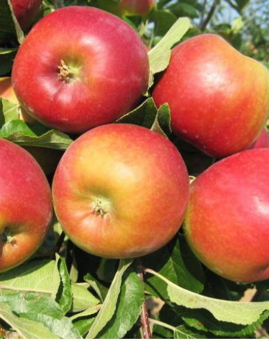 Jabloň ´Mio´ letná, podpn. M9, kont. 5l