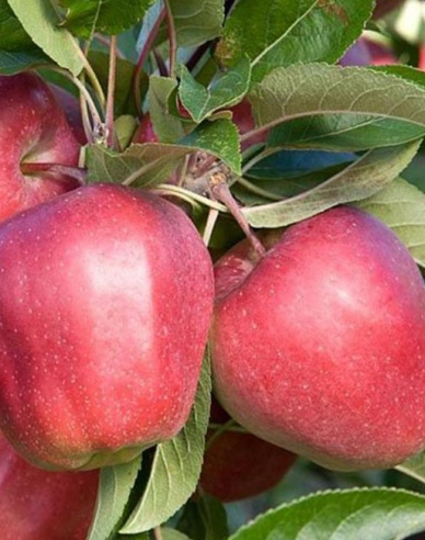 Jabloň ´Gloster´ zimná, podp. MM106, kont. 5l