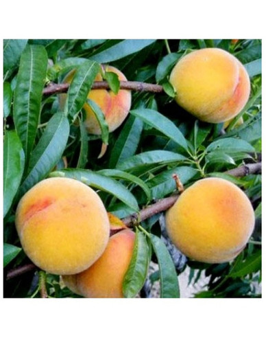 Broskyňa ´Baby Gold 6´ neskorá, podpn. GF677, kont. 5l