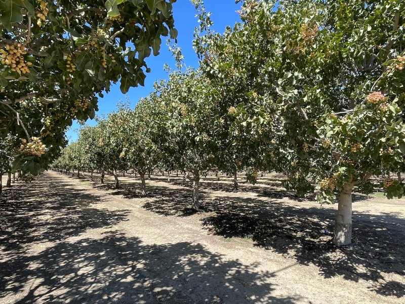 Pistácia pravá ´Kerman´ samica