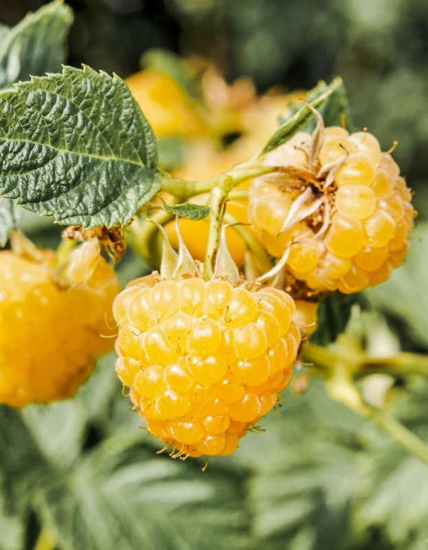 Malina žltá ´Sugana Gelb´ stálorodiaca