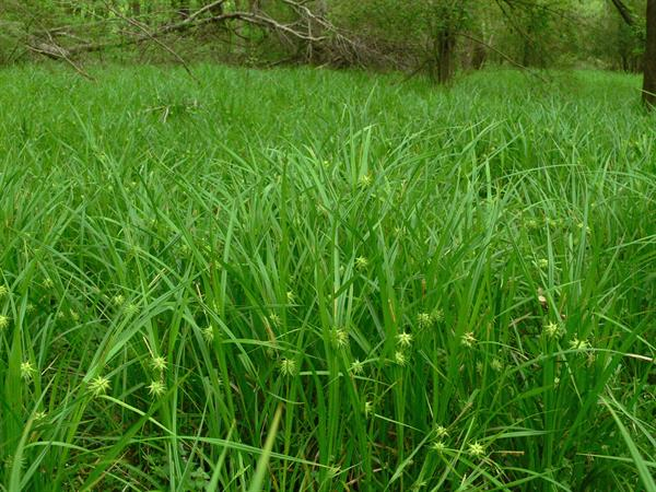 Ostrica ´ Grayova´