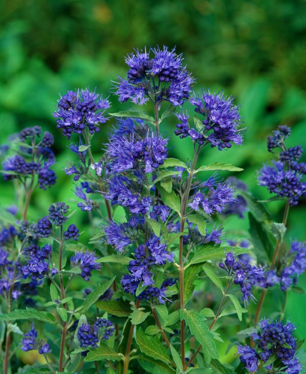 Bradavec klandonský ´Kew Blue´