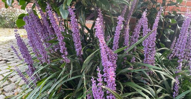 Liriopa modrincová ´Moneymaker´