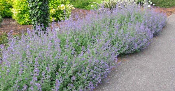 Kocúrnik ´Six Hills Giant´