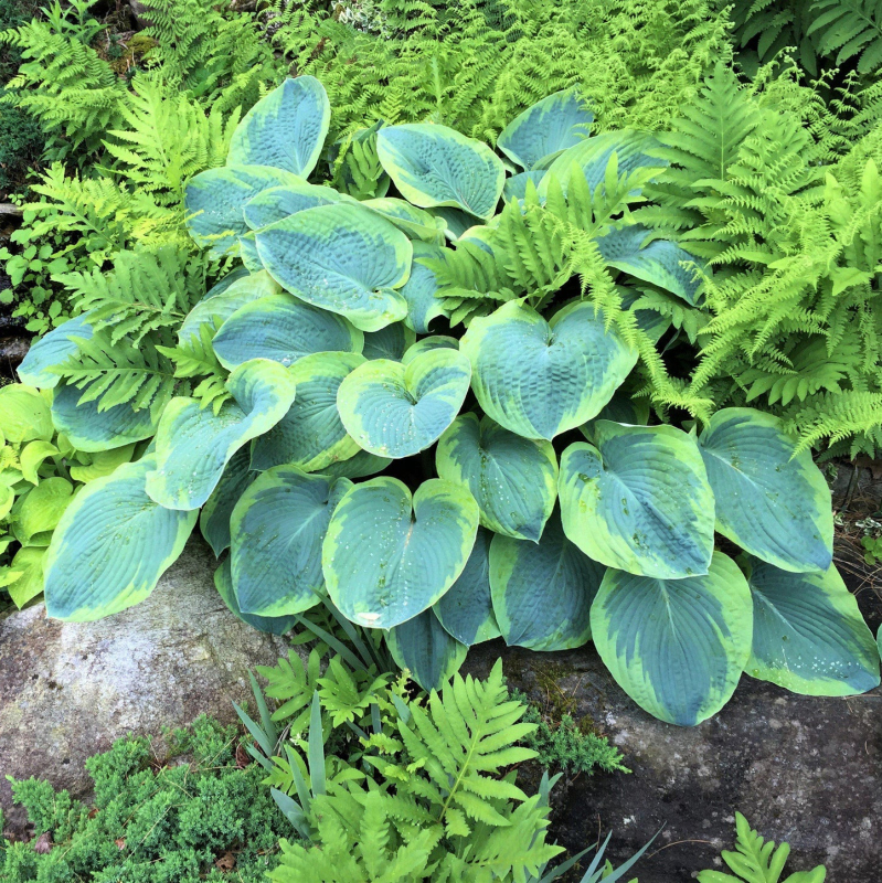 Hosta  ’Francess Williams’