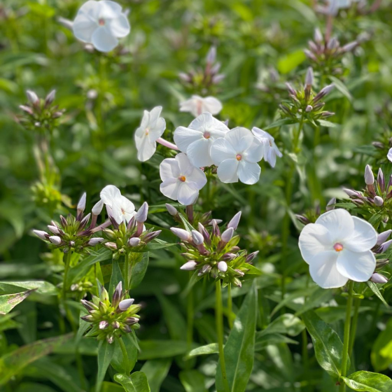 Flox metlinatý David