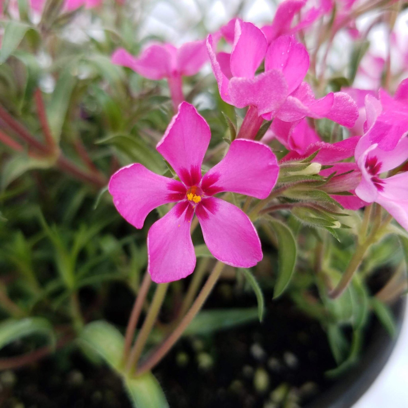 Flox šidlolistý ´Scarlet Flame´