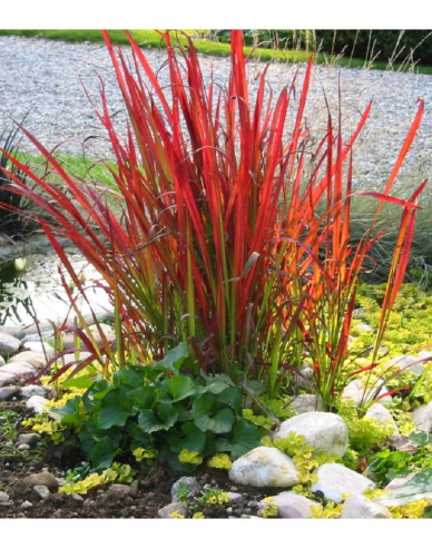 Imperáta cylindrická ´Red Baron´ 9x9