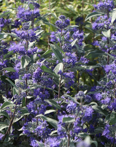 Bradavec klandonský "HEAVENLY BLUE" 2,5l