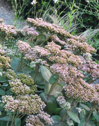 Rozchodník nádherný ’Matrona’ 9x9