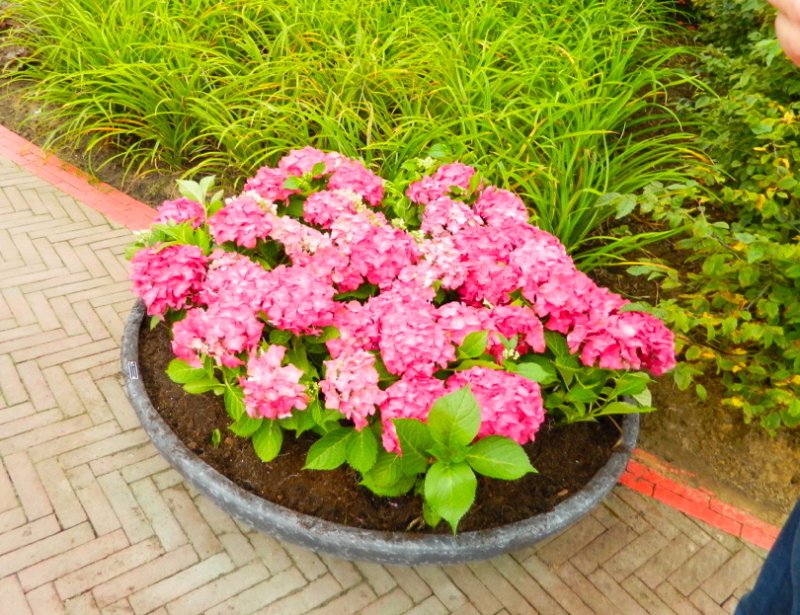 Hortenzia veľkolistá "Alpengluhen"