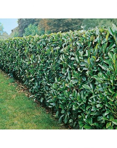 Vavrínovec lekársky ´Novita´ 9x9