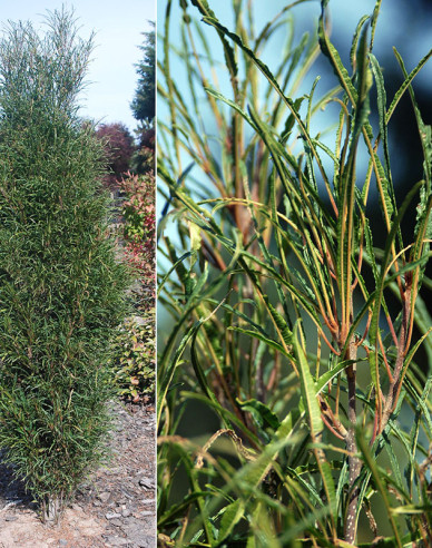 Krušina úzkolistá ´Fine Line´ 250cm