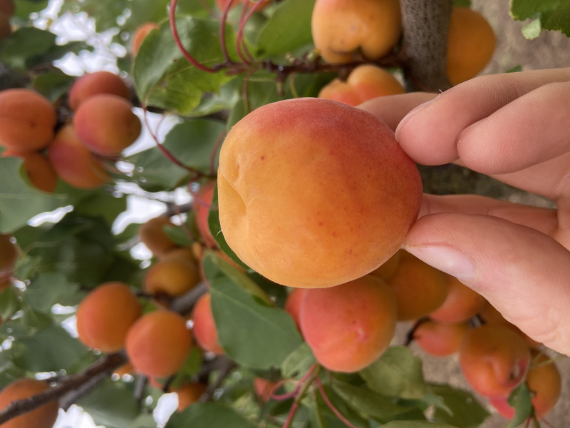 Marhuľa ´Bhart´ skorá, podp. Myrobalán, voľnok.