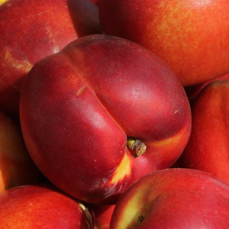 Nektarinka ´Fantasia´ neskorá, podp. GF677, voľnok.