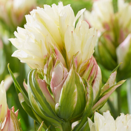 Tulipán ´Mystery Valley´