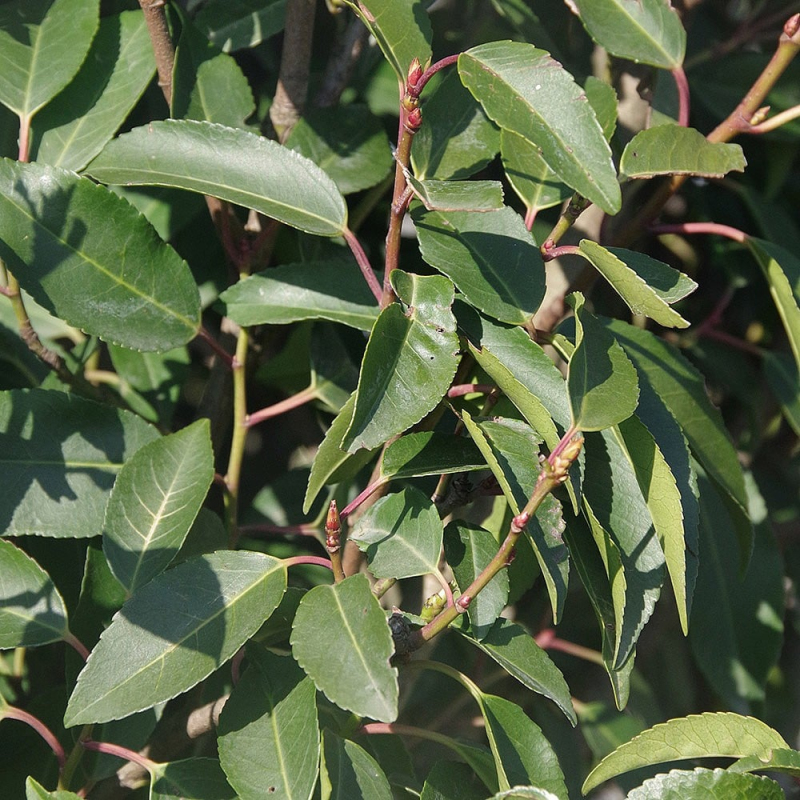 Vavrínovec portugalský ´Angustifolia´