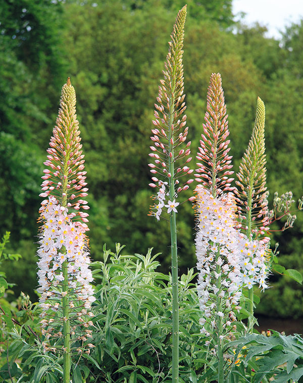 Fakľa úzkolistá Robustus - Eremurus 1ks