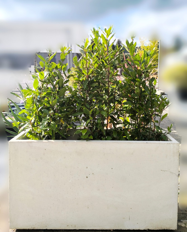 Kvetináč Terratico Prima Sydney L Pearl