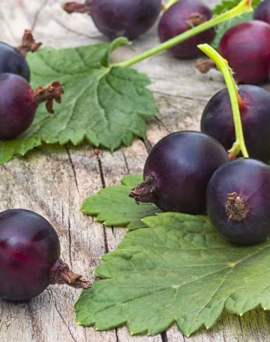 Josta STROMČEKOVÁ, voľnok.