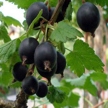 Josta STROMČEKOVÁ, voľnok.