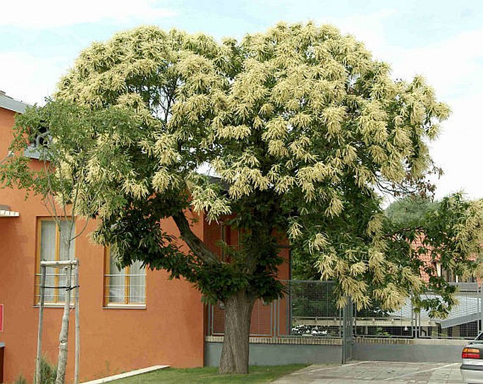 Gaštan jedlý  ´Markus´