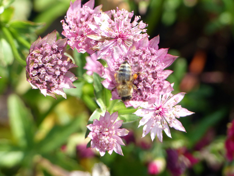 Jarmanka väčšia ´Rosensinfonie´