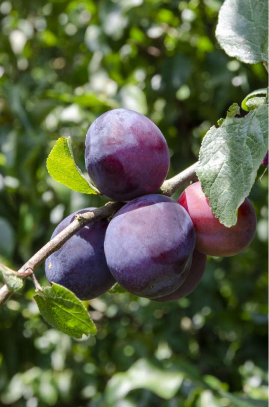 Slivka ´Opál´ skorá, podp. Myrobalán, kont. 5l