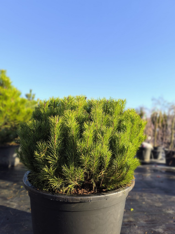 Borovica pyrenejská 50 - 60cm