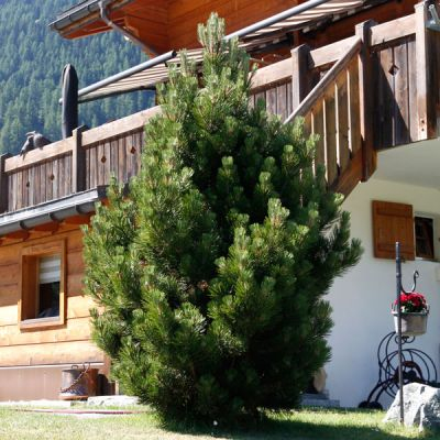 Borovica pyrenejská  70 - 100cm