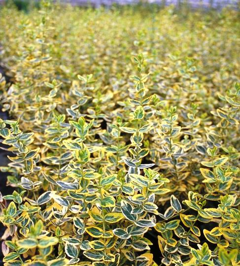 Bršlen fortuneov "EMERALD and GOLD "