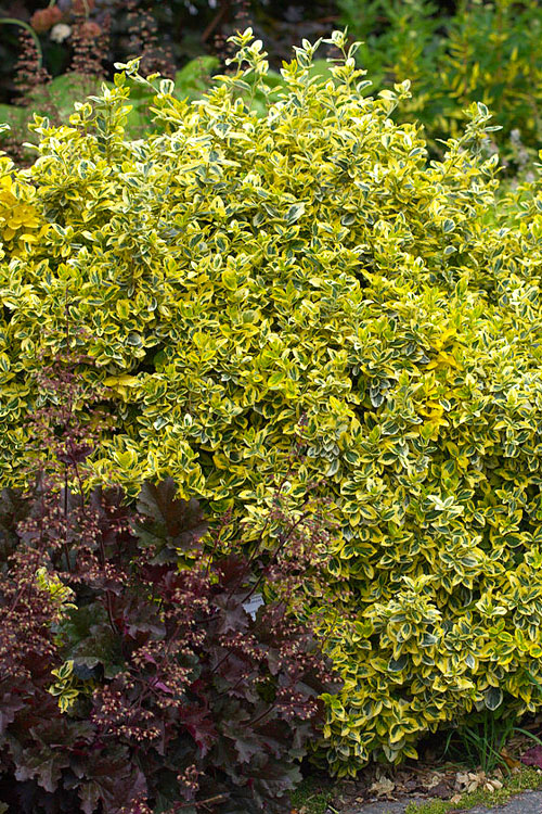 Bršlen fortuneov "EMERALD and GOLD "