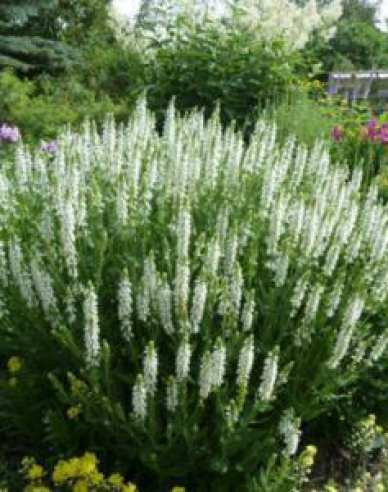 Šalvia hájna ´Schneehugel´