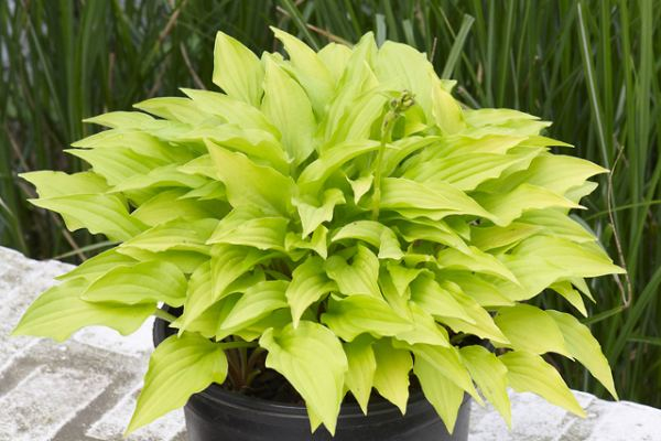 Hosta  ´Lemon Lime´