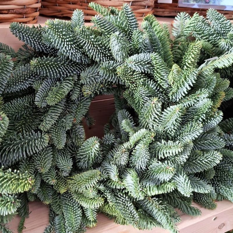 Veniec vianočný (Abies Nobilis) 45cm