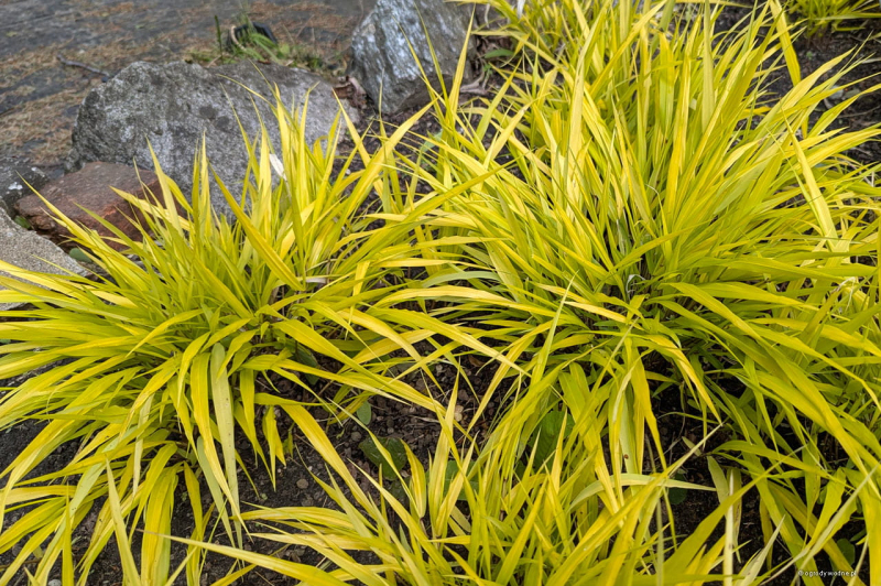 Rákosovka japonská ´Sunflare´