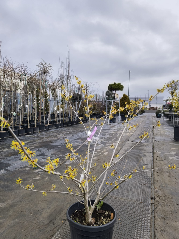 Hamamel prostredný ’Pallida’