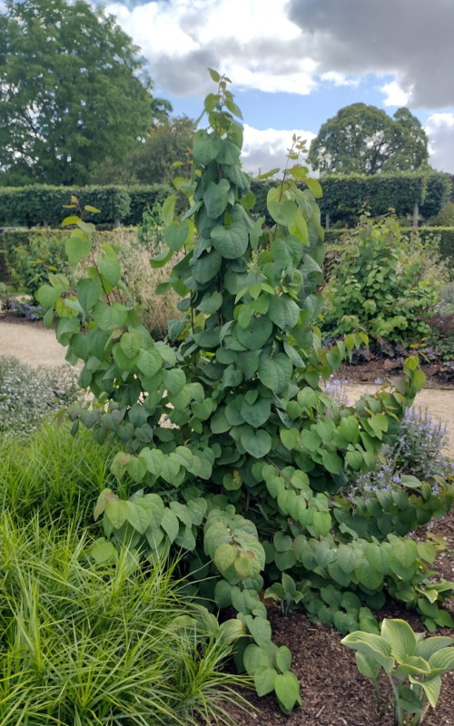 Cercidovník japonský