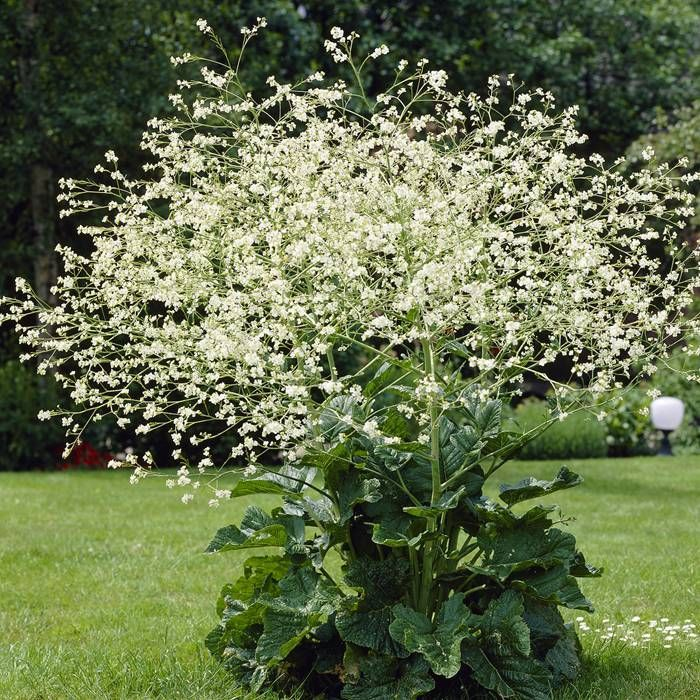 Katran - Crambe cordifolia