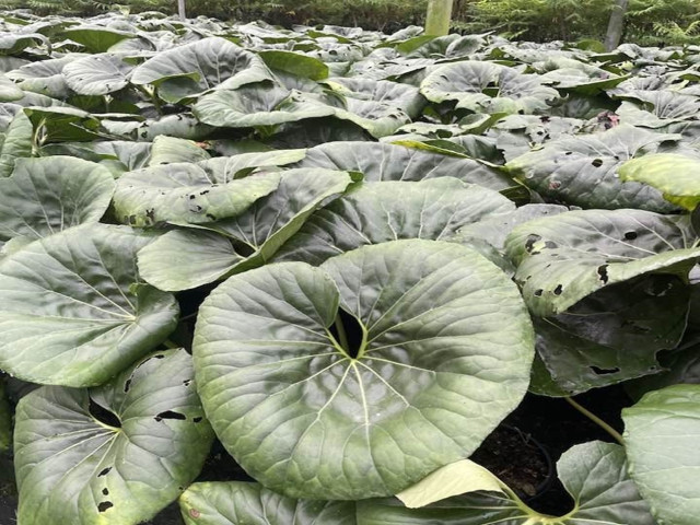 Farfugium japonský ´Giganteum´