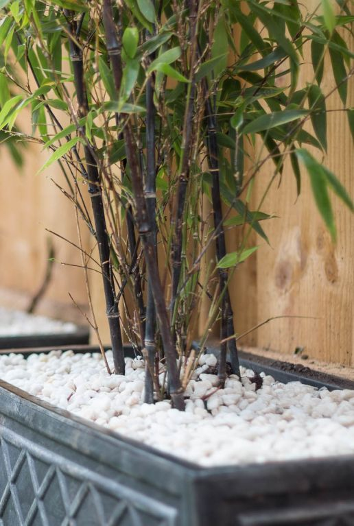 Bambus ´Black Pearl´