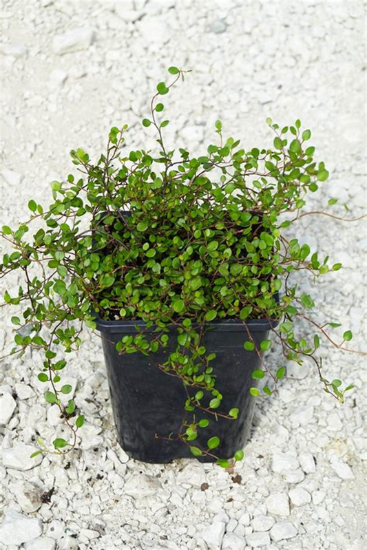 Muhlenbeckia axillaris