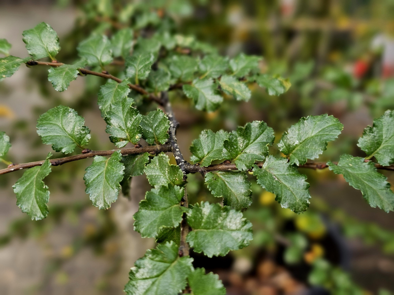 Pabuk antarktický - Nothofagus antarctica