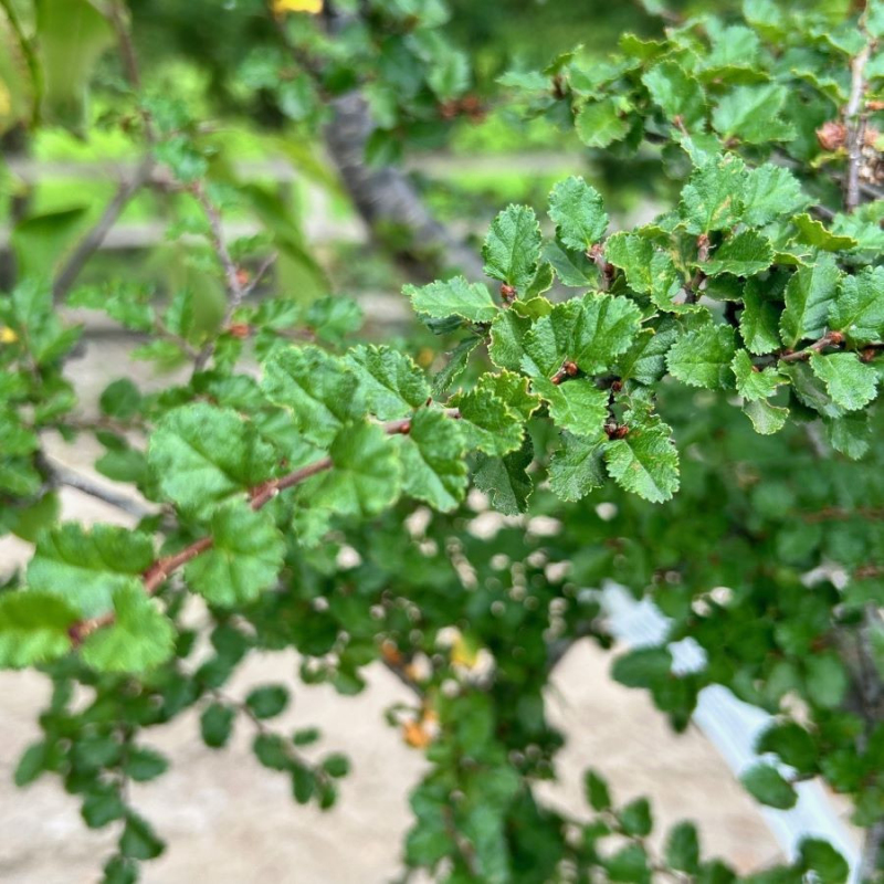 Pabuk antarktický - Nothofagus antarctica