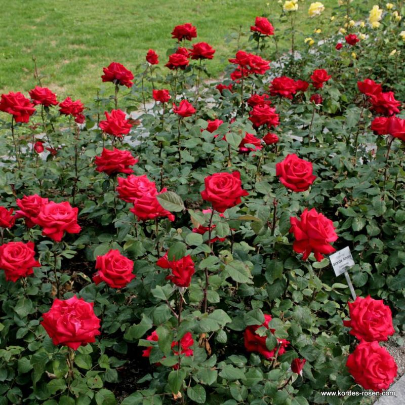 Ruža ´Grand Amore´